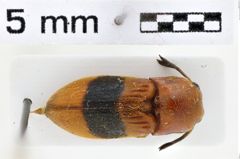 Foto (Dorsalansicht) von Pterotarsus bimaculatus (NHMW-ZOO-COL-0011183)